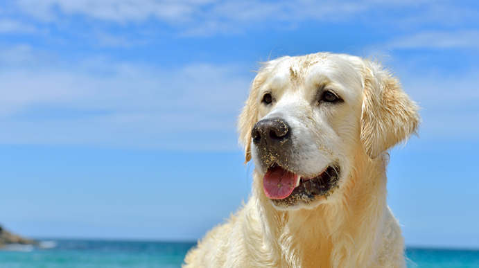 Hundevenlige strande i